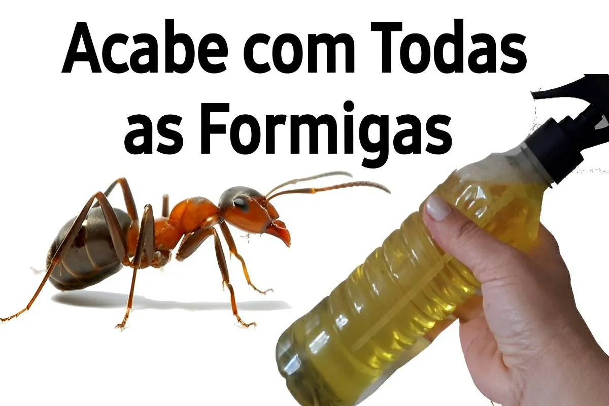 Acabe com formigas aranhas mosquitos traças e outros insetos