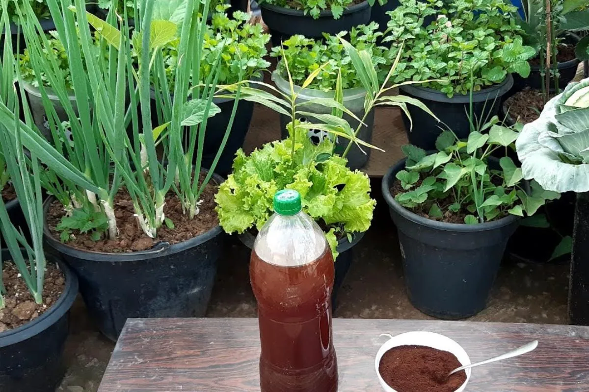 Adubo caseiro de borra de café: não precisa gastar dinheiro