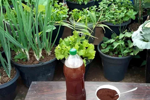 Adubo caseiro de borra de café para adubar suas plantas e ho