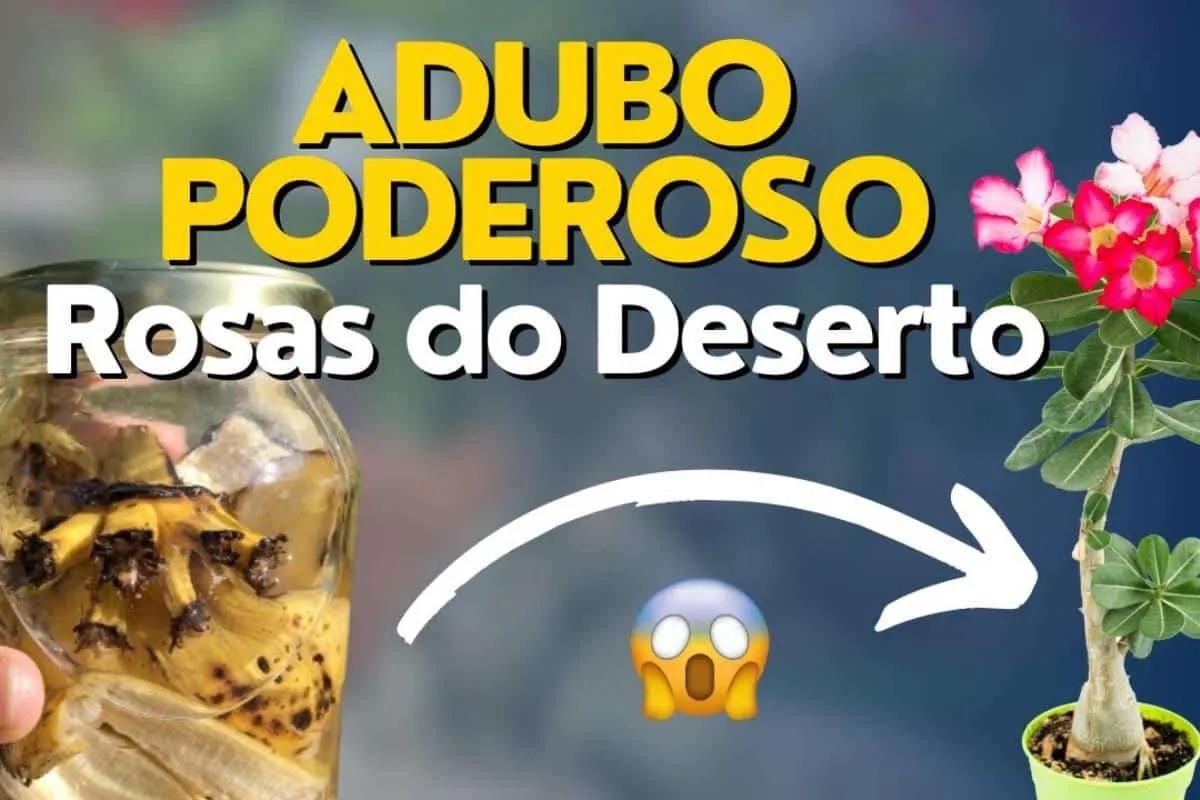 Adubo caseiro e barato para rosa do deserto: chega de gastar