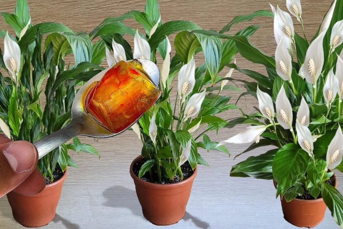 Adubo caseiro para flores: faz qualquer planta florir forte