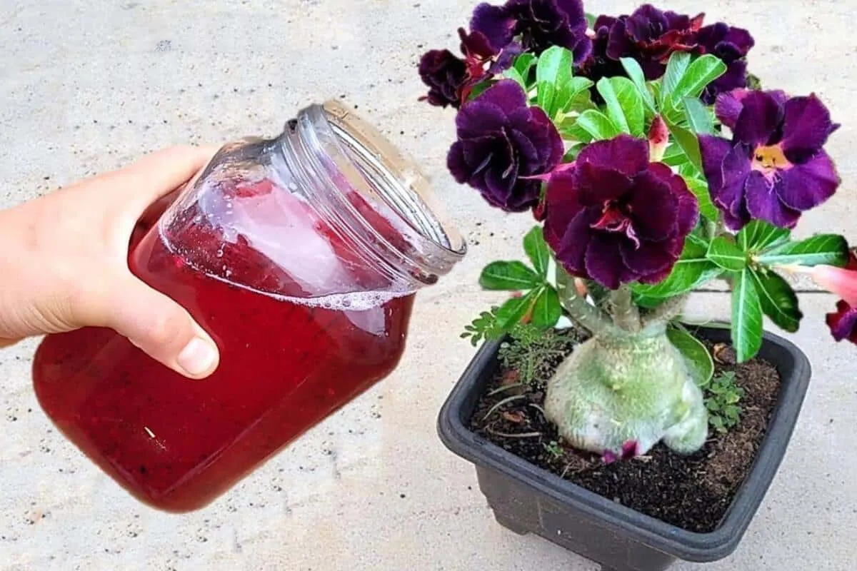 Adubo caseiro para flores: solução ótima que você pode fazer