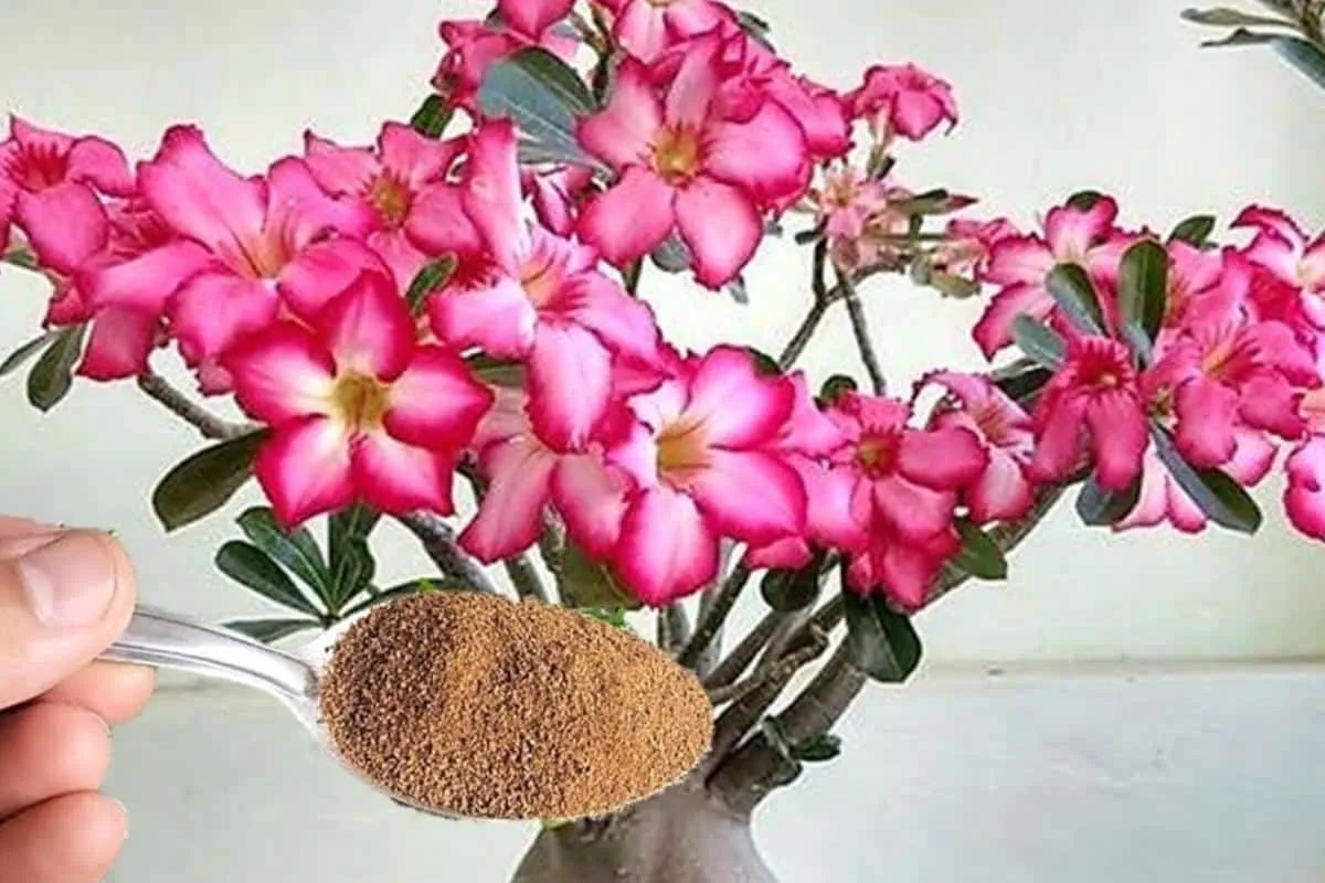 Adubo caseiro para flores: suas rosas do deserto vão florir