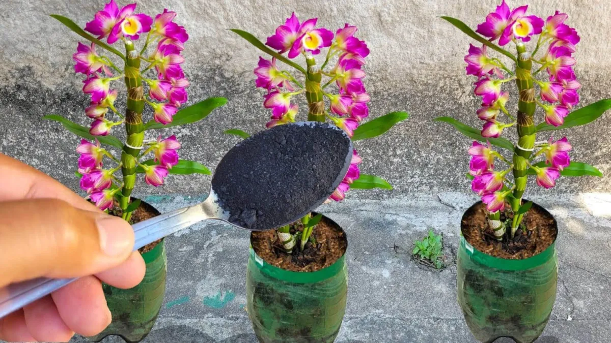 Adubo caseiro para orquídeas: agora seus vasos vão ficar bon