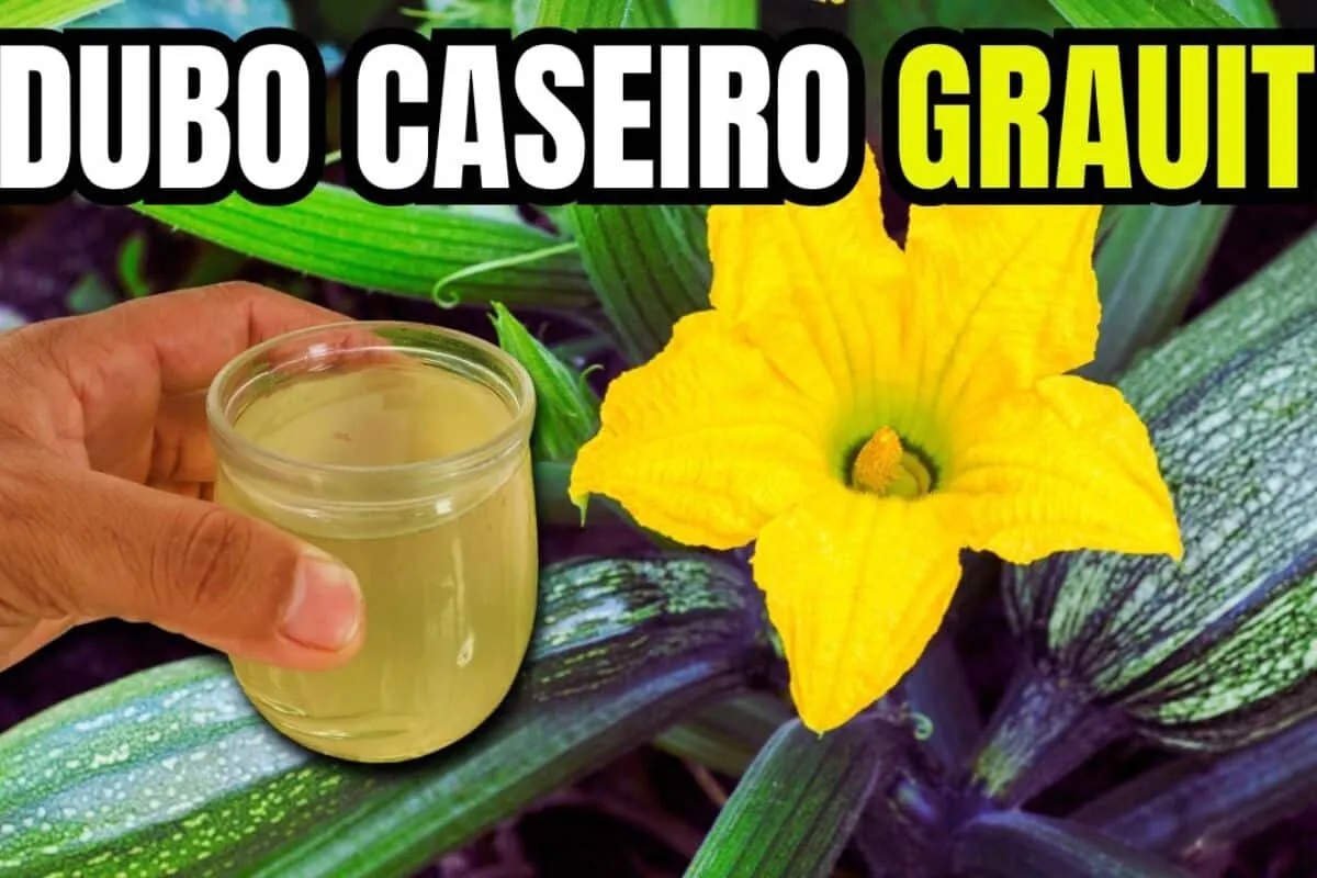 Adubo caseiro para plantas: ajuda a crescer e florir muito m