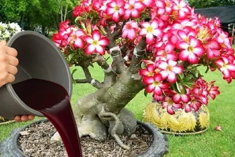 Adubo caseiro para rosa do deserto: fórmula simples para flo