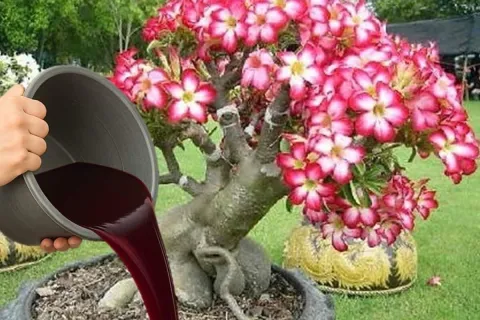 Adubo caseiro para rosa do deserto poderoso: esse faz sua pl