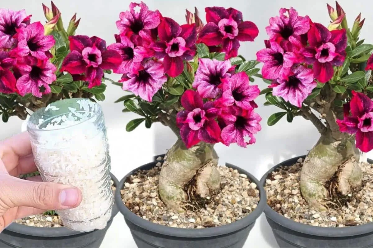 Adubo caseiro para rosa do deserto: veja o que fazer para se