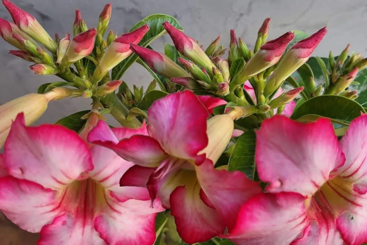 Adubo caseiro para rosa do deserto: veja qual é o segredo pa