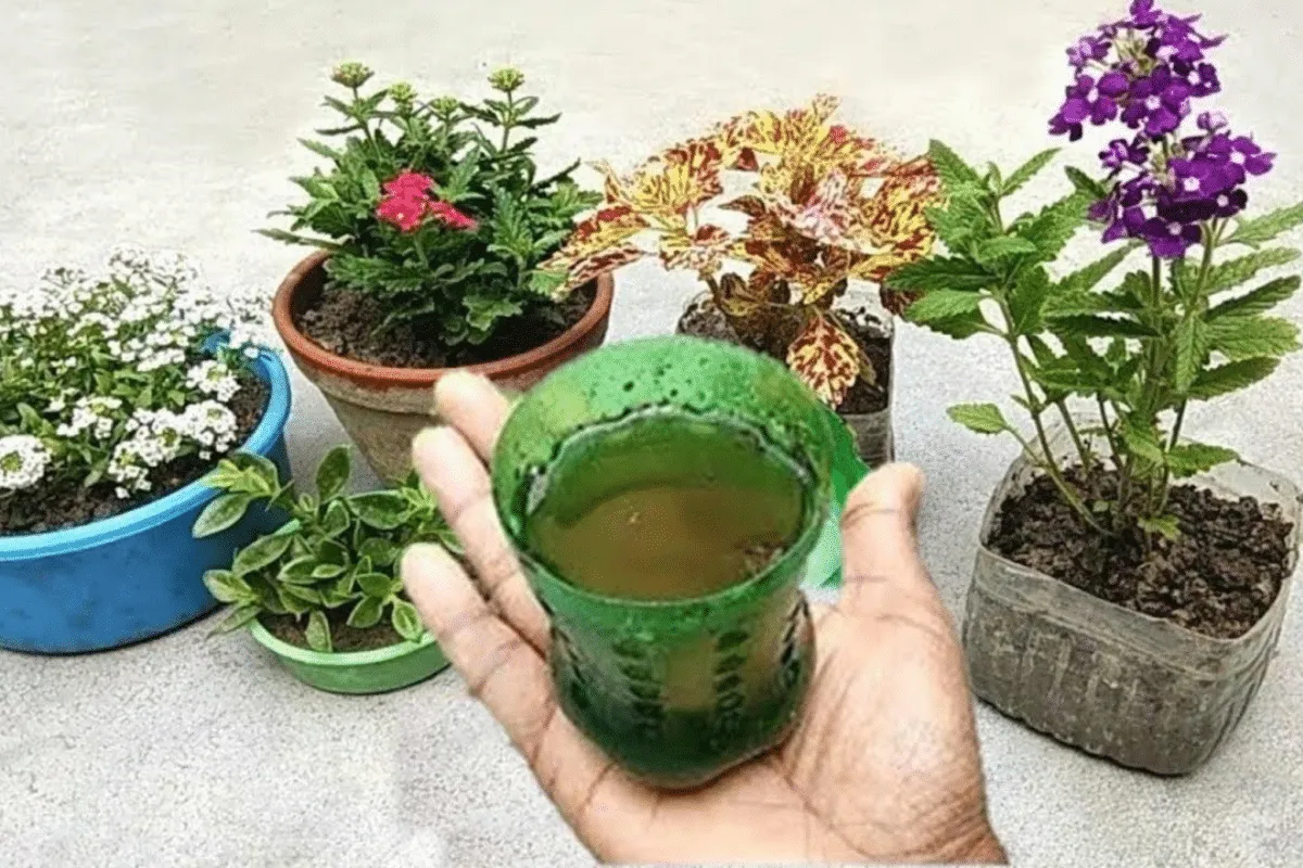 Adubo líquido caseiro para flores: serve para qualquer tipo