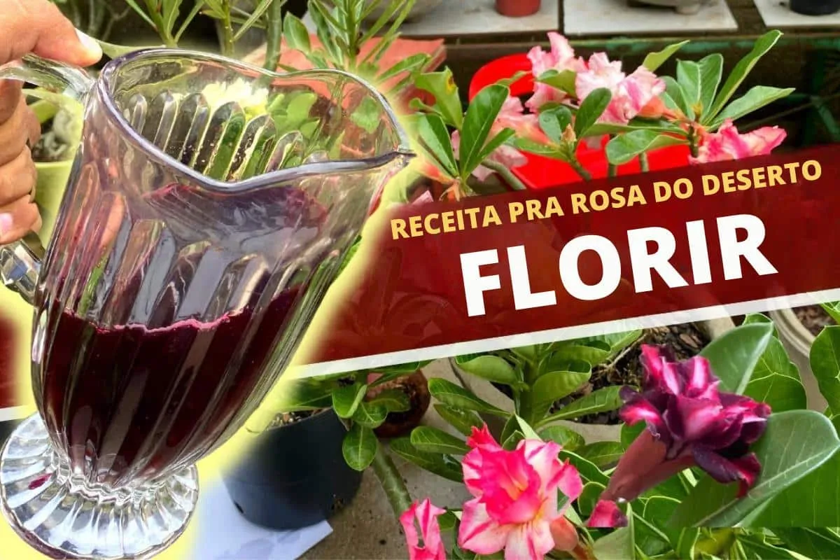 Adubo para rosa do deserto: aprendi uma receita caseira que