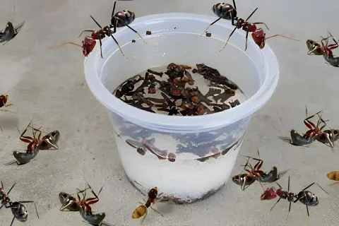 Aprendi como acabar com as formigas da minha casa usando ess