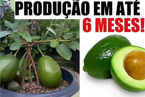 Aprendi como plantar abacate em vaso e fazer dar frutos em p