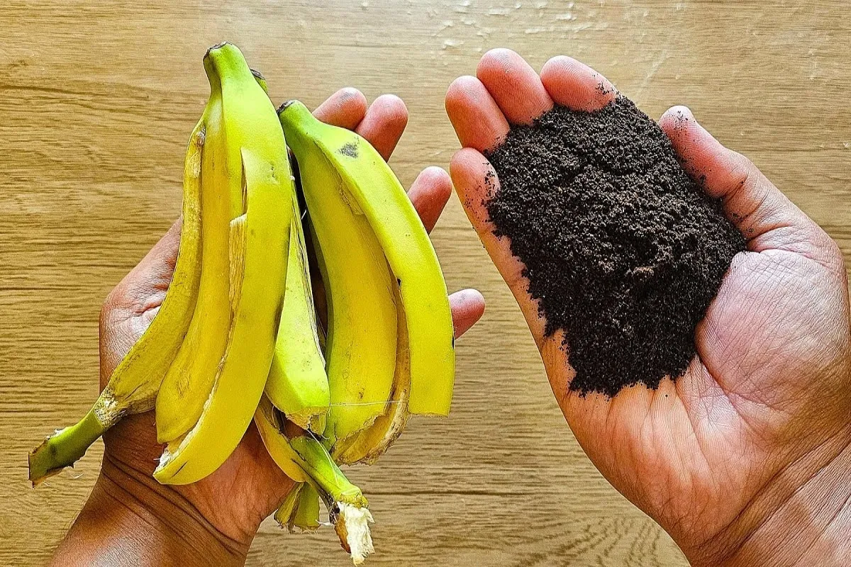 Com essa dica aprendi a fazer um adubo caseiro que serve par