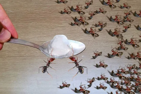 Como acabar com as formigas na cozinha: não precisa espalhar