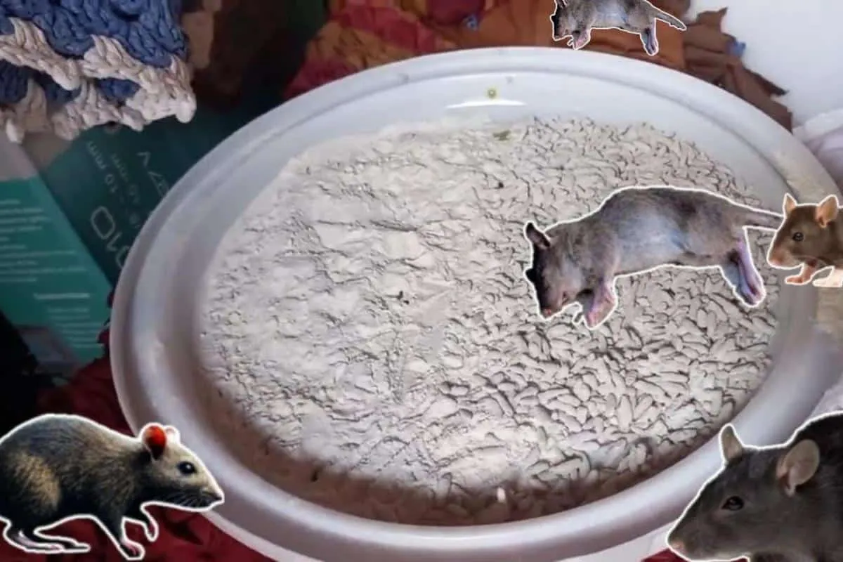 Como acabar com os ratos da sua casa sem precisar mexer com