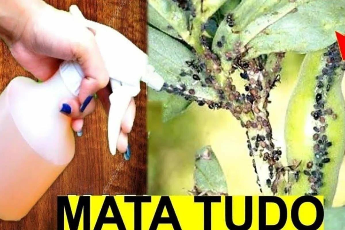 Como acabar com pragas das plantas: não precisa gastar dinhe