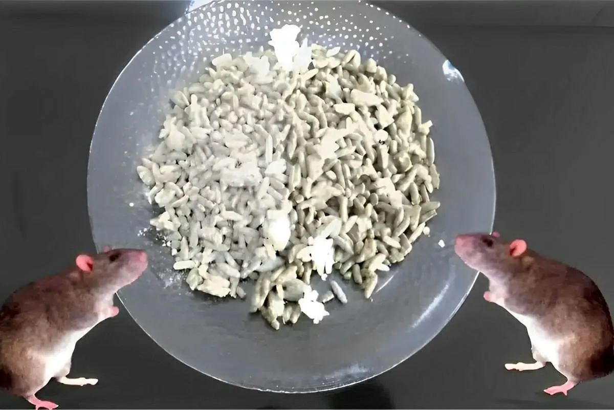 Como acabar com ratos com apenas 2 ingredientes e sem usar v