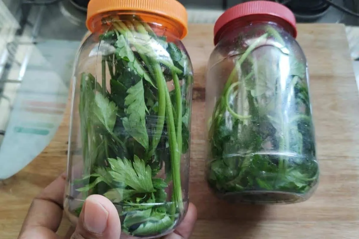 Como conservar cheiro verde sem precisar congelar para seus