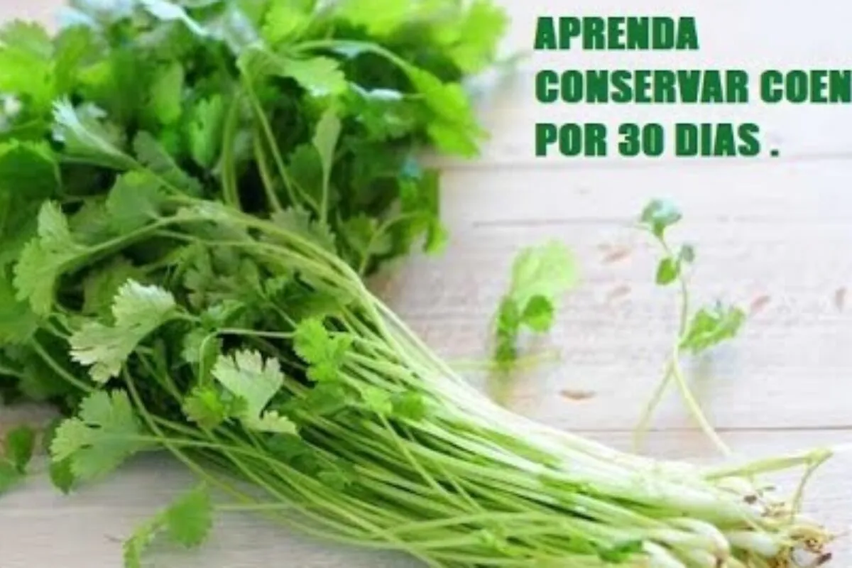Como conservar coentro por mais tempo sem murchar e perder a