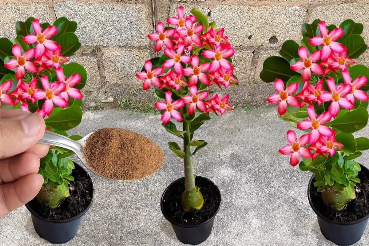 Como cultivar rosa do deserto a ajuda dessa misturinha casei