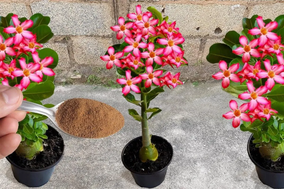 Como cultivar rosa do deserto do jeito certo: veja as dicas