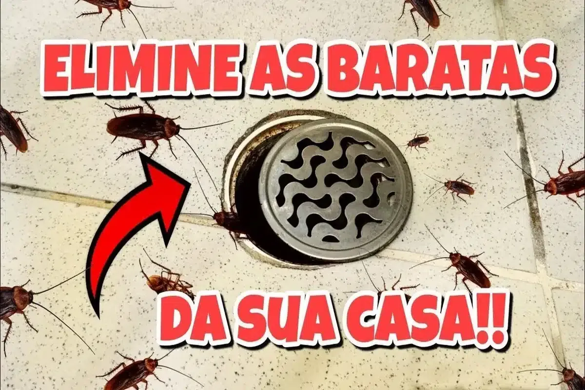 Como eliminar baratas de casa: não precisa comprar veneno pa
