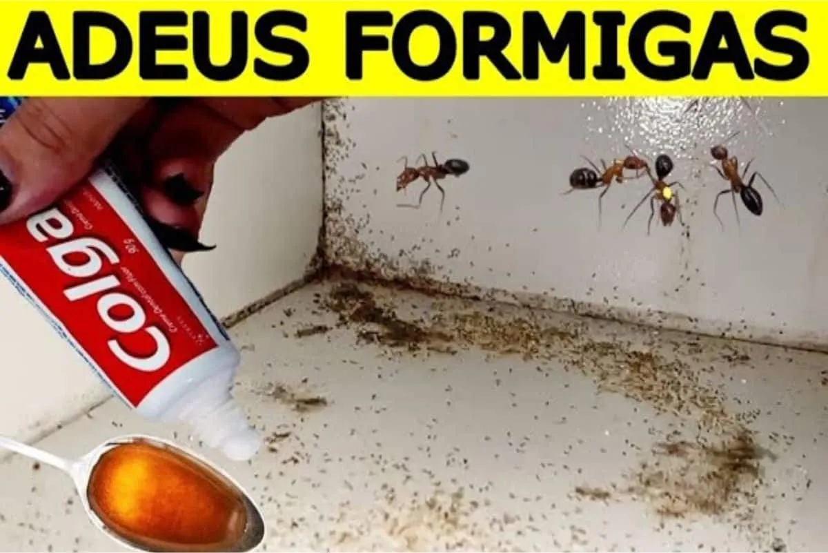 Como eliminar formigas da sua cozinha para preparar o almoço