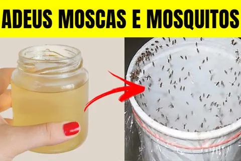 Como eliminar moscas da sua cozinha: essa técnica nunca falh