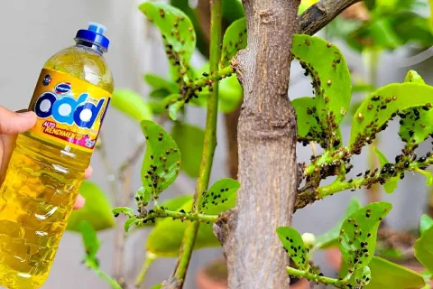 Como eliminar pragas das plantas com a espetacular calda de 
