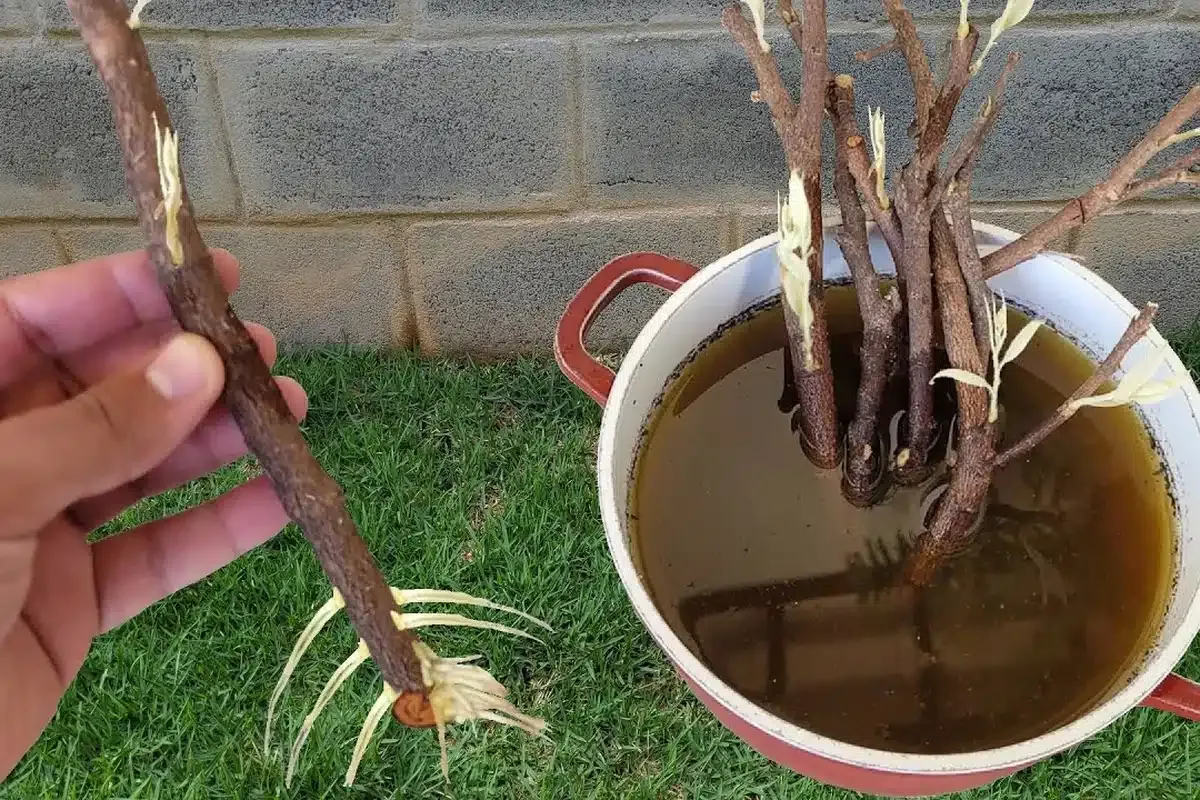 Como enraizar galho de planta: dá certo com qualquer planta