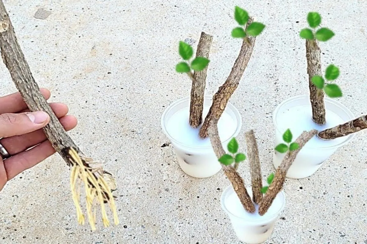 Como enraizar galhos de rosas para aumentar seu jardim ainda