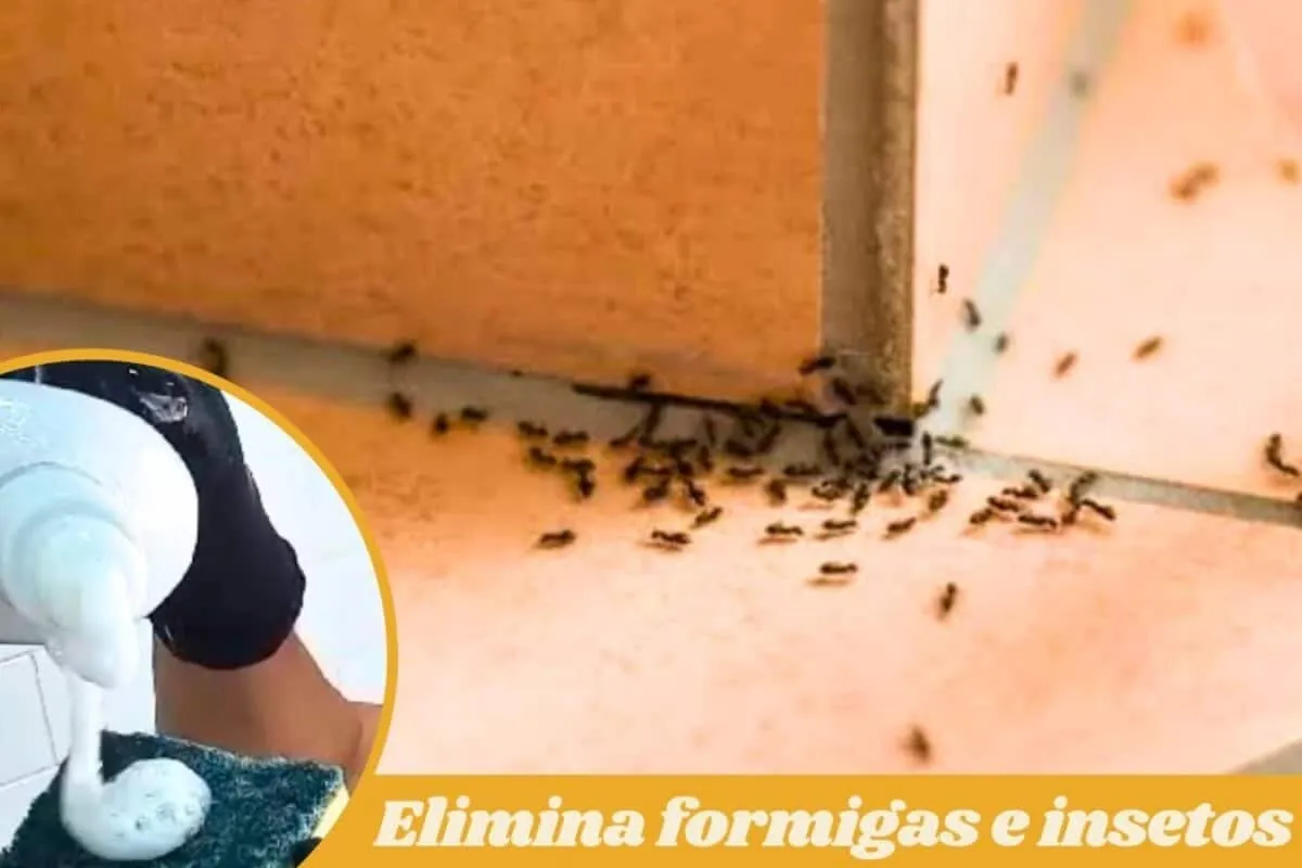 Como espantar formigas da cozinha: deixe sua cozinha livre d