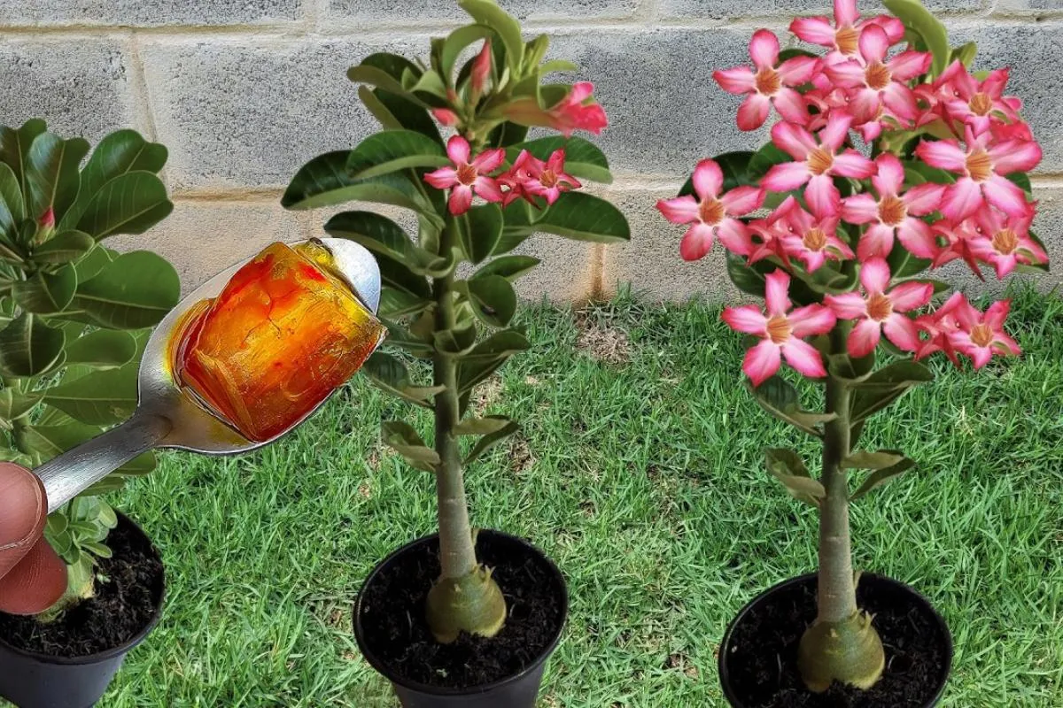 Como fazer adubo para rosa do deserto: seus vasos vão florir