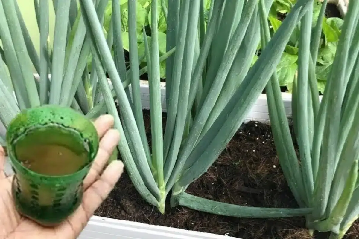 Como fazer cebolinha crescer e engrossar mesmo plantada em v