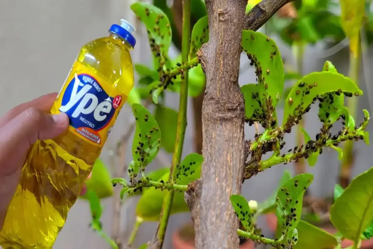 Como fazer inseticida caseiro para plantas: mata qualquer ti