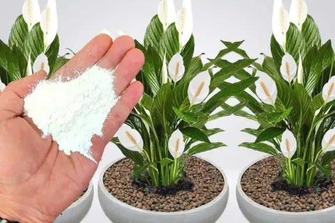 Como fazer planta crescer e florir: esse ingrediente você já