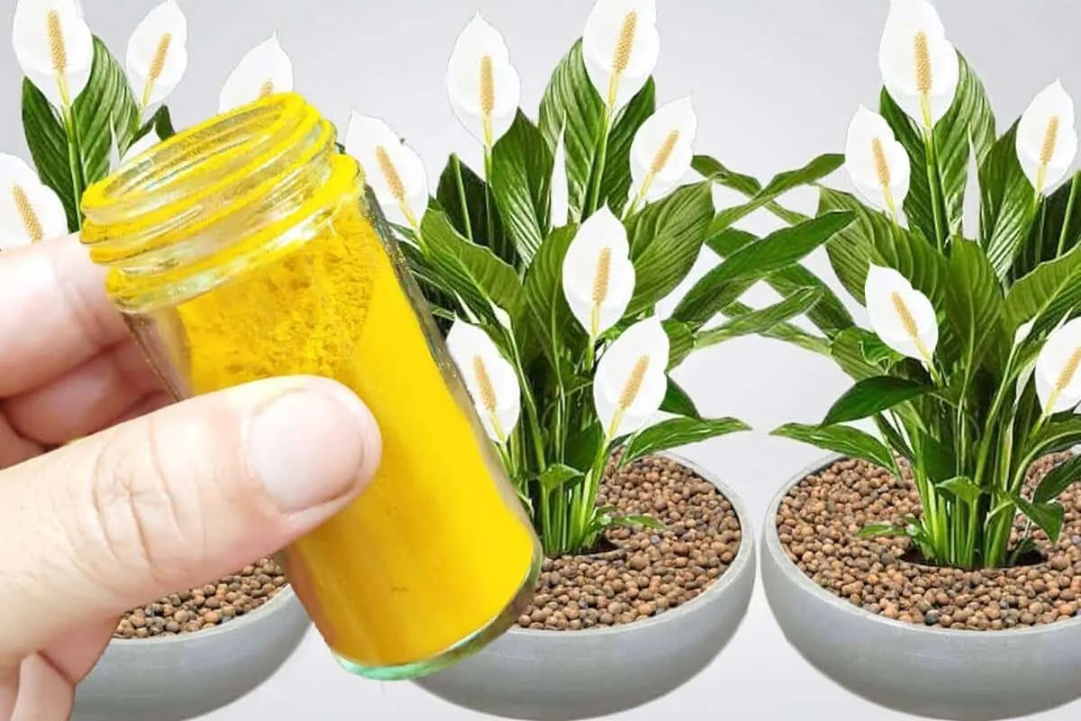 Como fazer planta florir de um jeito fácil que você nunca im