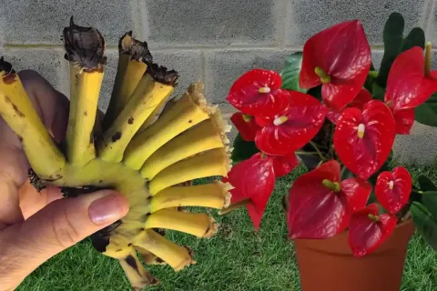 Como fazer planta florir de um jeito que você nunca imaginou