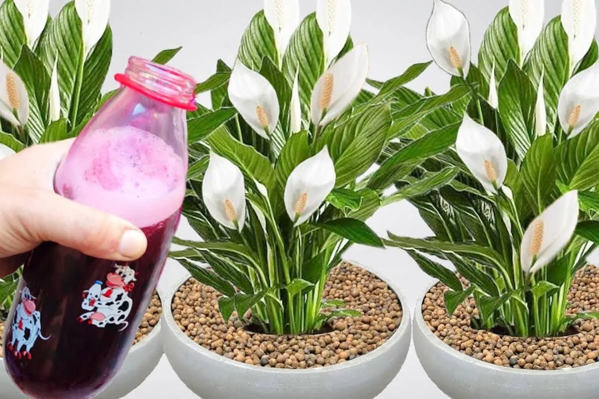 Como fazer planta florir: dica para você preparar em casa qu