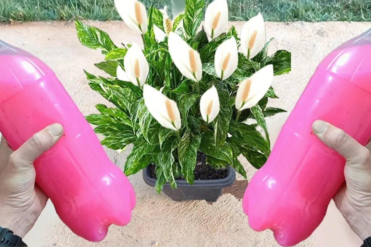 Como fazer planta florir: essa solução vai fazer seus vasos