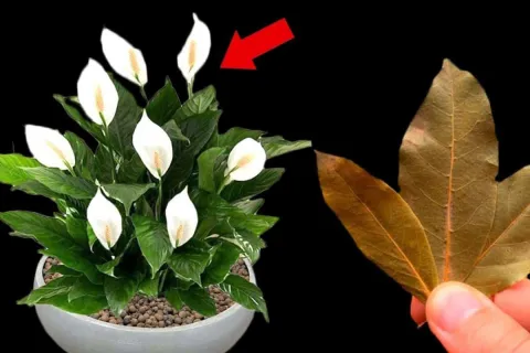 Como fazer planta florir: essa técnica dá certo em qualquer 
