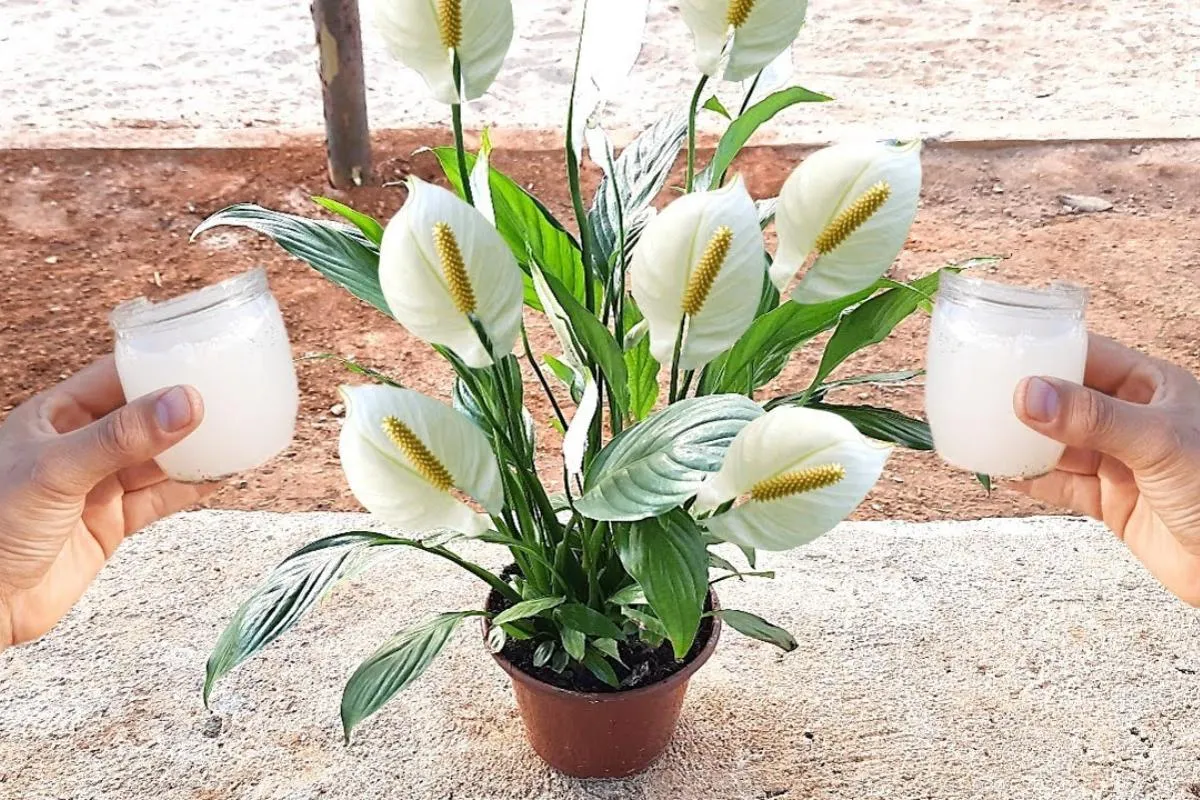 Como fazer planta florir o ano todo: misturinha caseira e ba