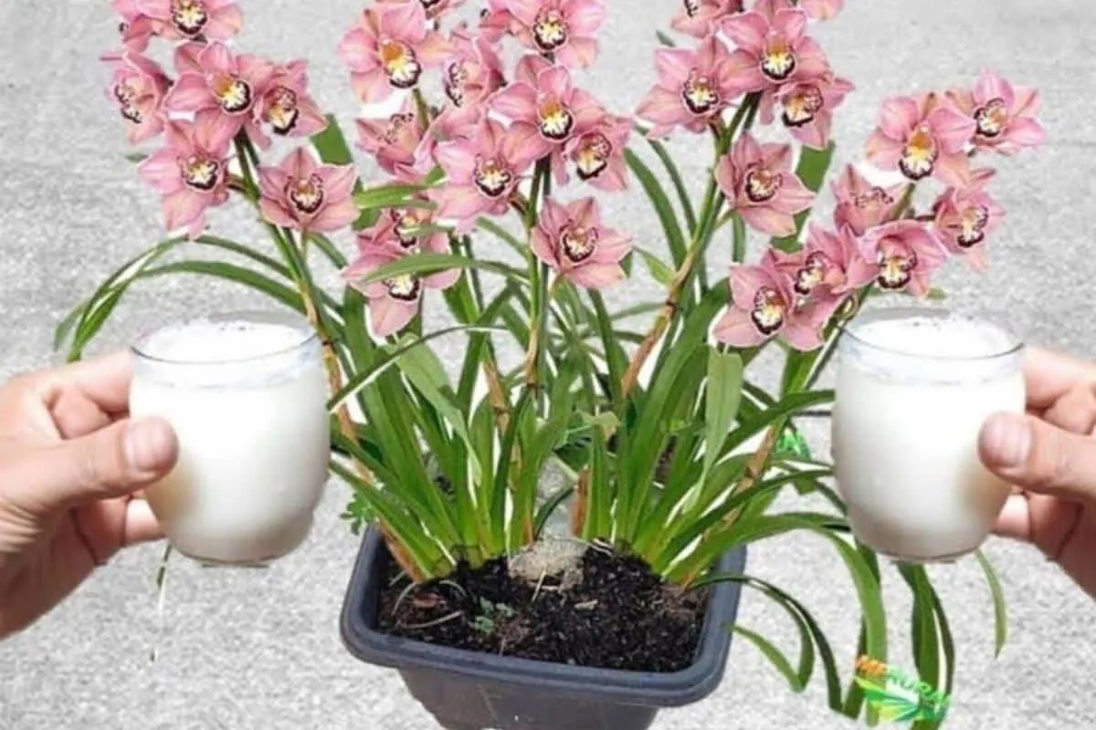 Como fazer planta florir rapidinho: adubo caseiro fácil e ec
