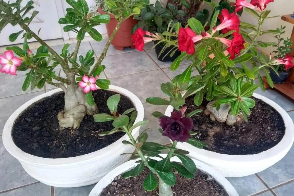 Como fazer rosa do deserto florir: técnica infalível e muito
