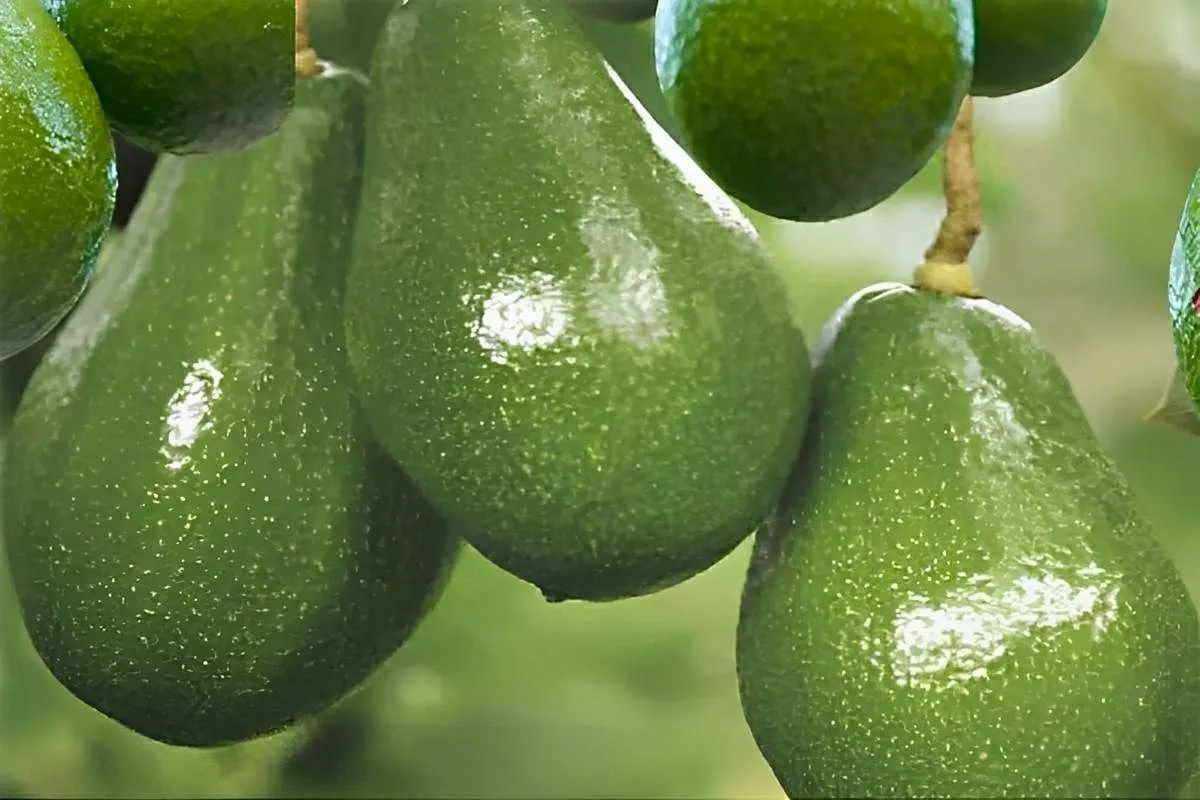 Como plantar abacate em vaso e começar a produzir dentro de