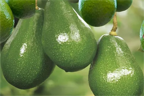 Como plantar abacate no vaso e começar a produzir em pouco t