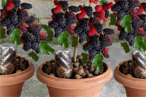 Como plantar amora em vaso e ter o ano todo na sua casa ou a