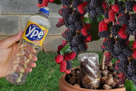 Como plantar amora em vaso: técnica infalível para produzir 