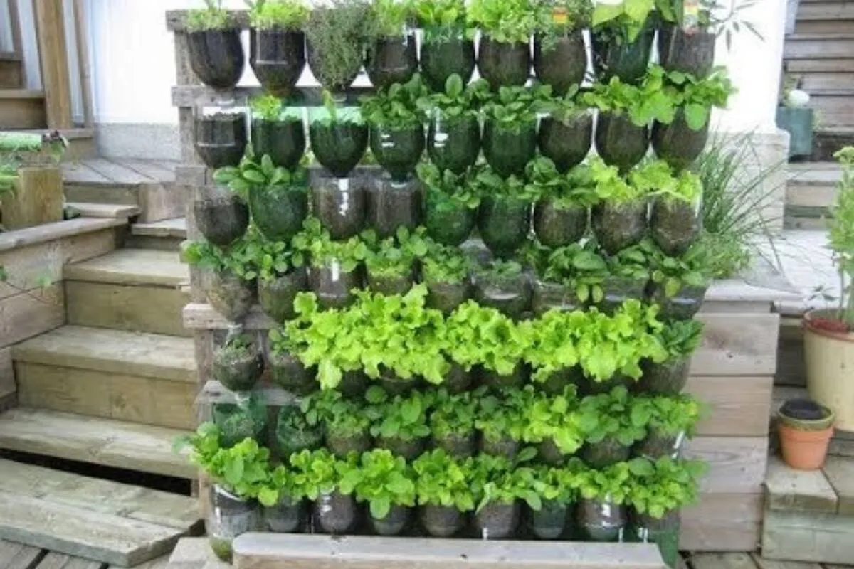 Como plantar hortaliça em vaso:  assim você tem sempre verdu